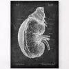 Kidney And Adrenal Gland - Chalkboard -Codex Anatomicus Shop LPA 246