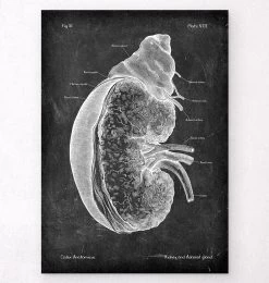 Kidney And Adrenal Gland - Chalkboard
