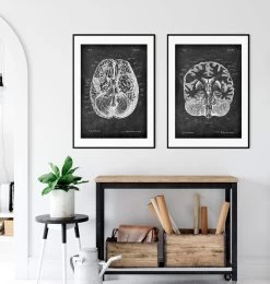 Brain Cross Section - Chalkboard -Codex Anatomicus Shop LPA 247 4