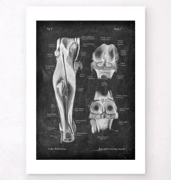 Knee Joint And Leg Muscles - Chalkboard 9 Knee Joint And Leg Muscles - Chalkboard -Codex Anatomicus Shop LPA 253 2