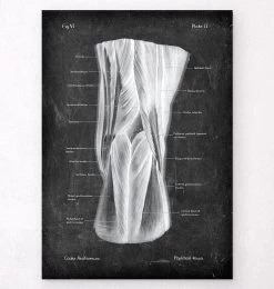 Popliteal Fossa - Chalkboard