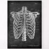 Rib Cage Anatomy - Chalkboard -Codex Anatomicus Shop LPA 270