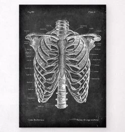 Rib Cage Anatomy - Chalkboard