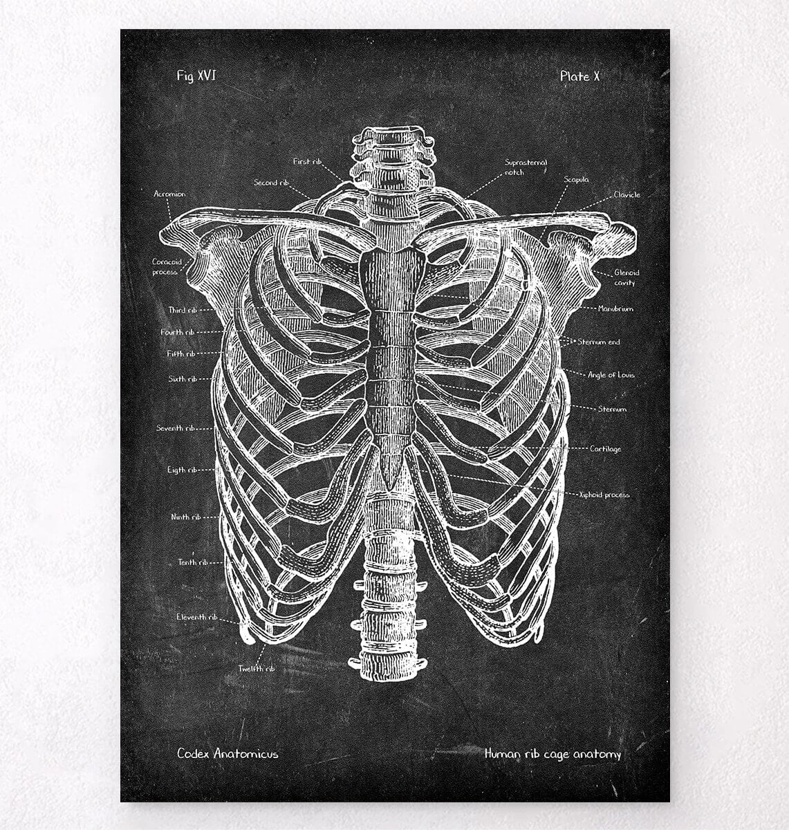 Rib Cage Anatomy - Chalkboard 3 Rib Cage Anatomy - Chalkboard