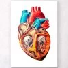 Geometrical Heart Anatomy 1 Geometrical Heart Anatomy -Codex Anatomicus Shop LPA001 19d0a05d cc3b 4432 ab3f e8b5ed3caf7a