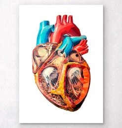 Geometrical Heart Anatomy