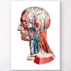 Geometrical Head Anatomy I 1 Geometrical Head Anatomy I -Codex Anatomicus Shop LPA002 1702cb8c d9bf 47ee 8540 9ba01d0bae5f