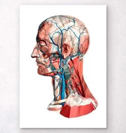 Geometrical Head Anatomy I
