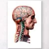 Geometrical Head And Brain 2 Geometrical Head And Brain -Codex Anatomicus Shop LPA003 c038b566 eae9 4548 a72d 2525a2b3750c