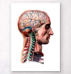 Geometrical Head And Brain