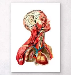 Geometrical Head Anatomy II