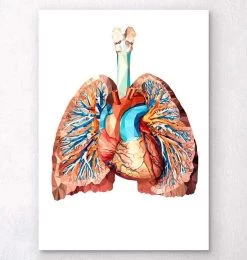 Heart And Lungs Anatomy II