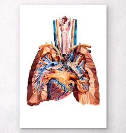 Heart And Lungs Anatomy III