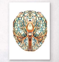 Geometrical Brain Anatomy I