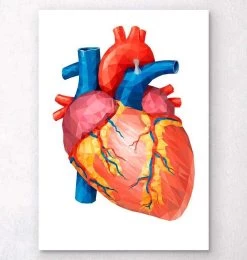 Geometrical Heart Anatomy II