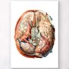 Geometrical Brain Anatomy II -Codex Anatomicus Shop LPA010 237ad2bf 622b 4742 a79b 456a72097c86