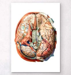 Geometrical Brain Anatomy II