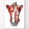 Geometrical Torso Anatomy -Codex Anatomicus Shop LPA011 91c5f6fd 4397 48bf 8eeb e998fe7b7070