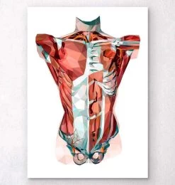 Geometrical Torso Anatomy