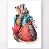 Geometrical Heart Anatomy III -Codex Anatomicus Shop LPA012 c0c344e9 9736 4138 91e3 a943a8544e50