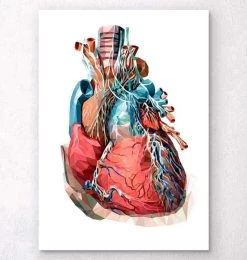 Geometrical Heart Anatomy III