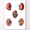 Geometrical Kidney Anatomy -Codex Anatomicus Shop LPA014 011abb45 ef2d 4340 9c94 84ba270bdbd5