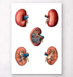 Geometrical Kidney Anatomy