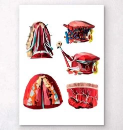 Geometrical Tongue Anatomy