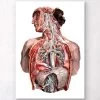 Geometrical Human Anatomy -Codex Anatomicus Shop LPA016 188a52aa c591 4046 85f7 c3bca96fda94