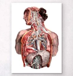 Geometrical Human Anatomy