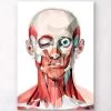 Geometrical Face Anatomy I 2 Geometrical Face Anatomy I -Codex Anatomicus Shop LPA017 21317538 60e2 44b8 b8d1 674610d2e8ea