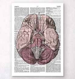 Brain Anatomy - Dictionary Page