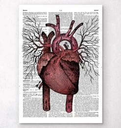 Heart Anatomy - Dictionary Page