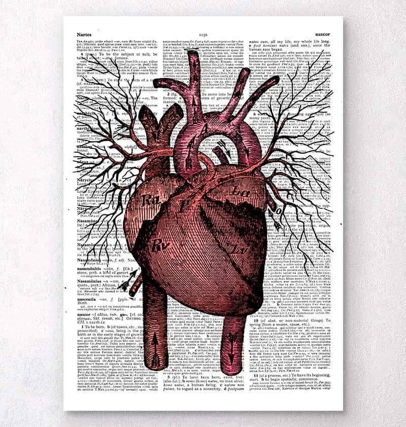 Heart Anatomy - Dictionary Page 3 Heart Anatomy - Dictionary Page