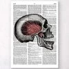 Skull Anatomy - Dictionary Page -Codex Anatomicus Shop LPA024 3f4f4038 6547 4d3d 907f c7f7b1612a34