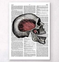 Skull Anatomy - Dictionary Page
