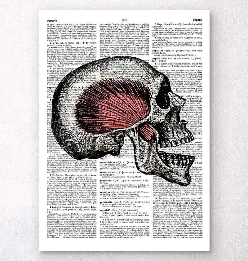 Skull Anatomy - Dictionary Page 3 Skull Anatomy - Dictionary Page