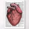 Heart Anatomy II - Dictionary Page 2 Heart Anatomy II - Dictionary Page -Codex Anatomicus Shop LPA025 797de68a 15d3 4a72 b615 41fecec0c33a