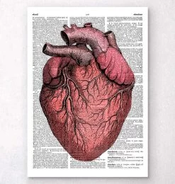 Heart Anatomy II - Dictionary Page