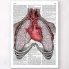 Heart And Lungs - Dictionary Page