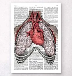 Heart And Lungs - Dictionary Page