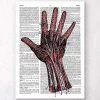 Hand Anatomy - Dictionary Page 2 Hand Anatomy - Dictionary Page -Codex Anatomicus Shop LPA027 ba9cb370 6e92 4132 9d5e 4483de07acf6