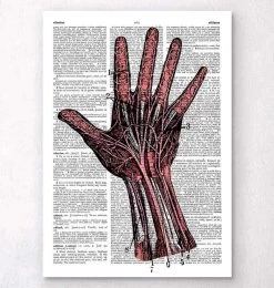 Hand Anatomy - Dictionary Page