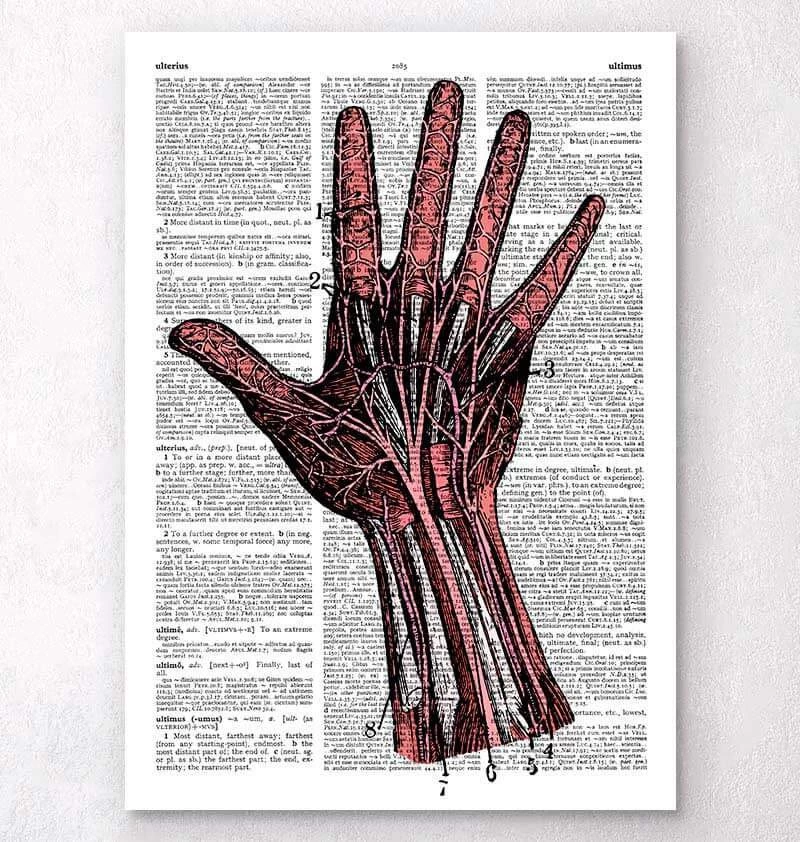 Hand Anatomy - Dictionary Page 3 Hand Anatomy - Dictionary Page