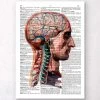 Geometric Head And Brain - Dictionary Page 1 Geometric Head And Brain - Dictionary Page -Codex Anatomicus Shop LPA030 3eab7741 1c57 48d3 bc81 1eb102e644ba