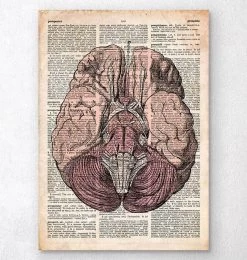 Brain Anatomy Print - Old Dictionary Page
