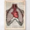 Heart And Lungs - Old Dictionary Page