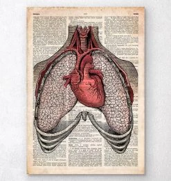 Heart And Lungs - Old Dictionary Page