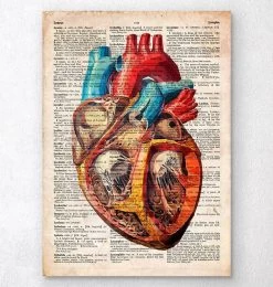 Codex Anatomicus Shop 16 Geometric Heart Anatomy - Old Dictionary Page