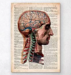 Head And Brain Anatomy - Old Dictionary Page
